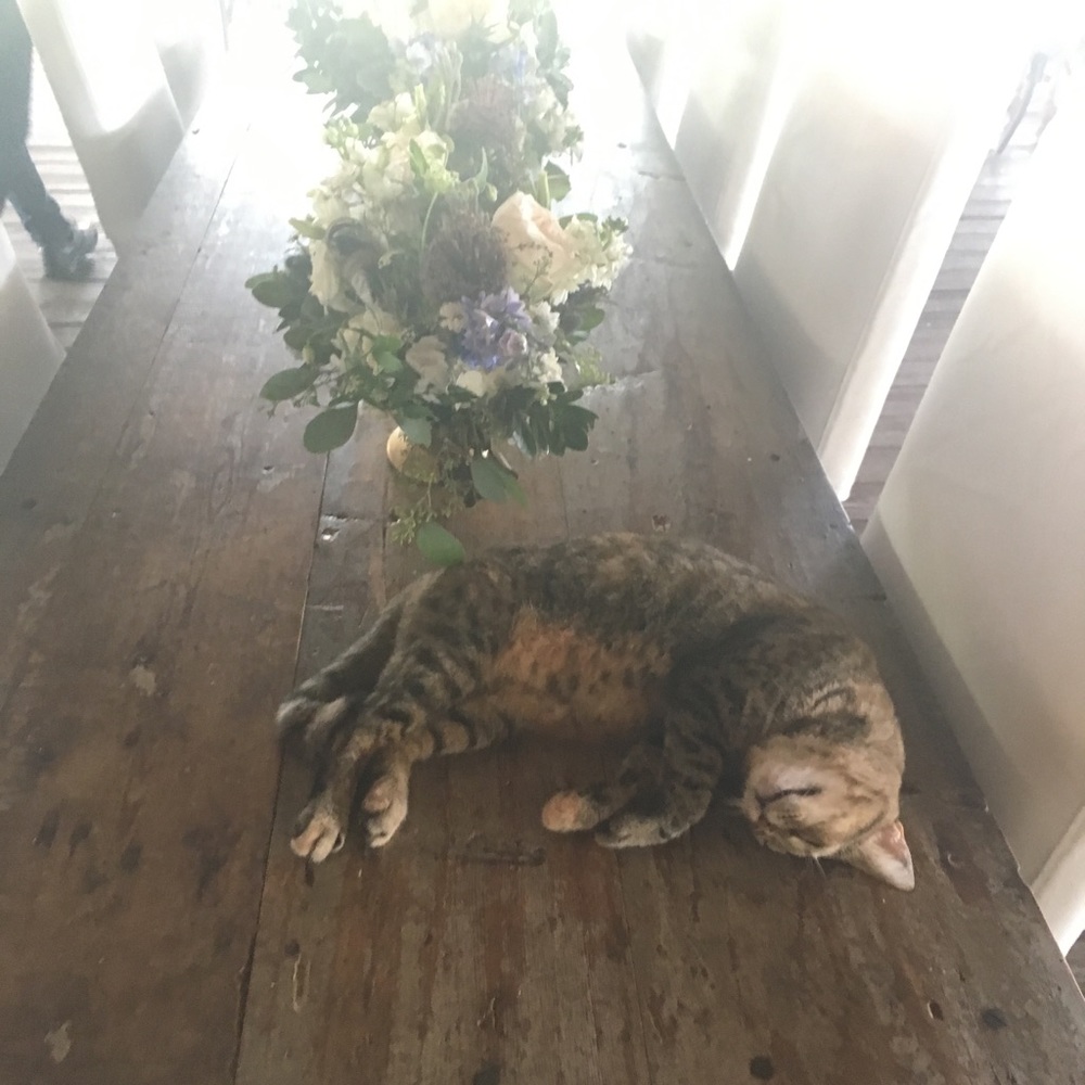 Meet your Posher, Naomi